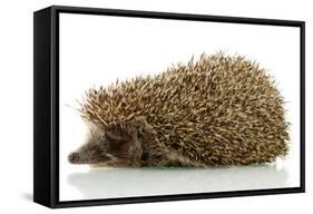Hedgehog, Isolated on White-Yastremska-Framed Stretched Canvas