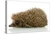 Hedgehog, Isolated on White-Yastremska-Stretched Canvas