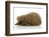 Hedgehog, Isolated on White-Yastremska-Framed Photographic Print