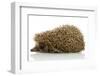 Hedgehog, Isolated on White-Yastremska-Framed Photographic Print