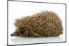 Hedgehog, Isolated on White-Yastremska-Mounted Photographic Print