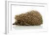 Hedgehog, Isolated on White-Yastremska-Framed Photographic Print