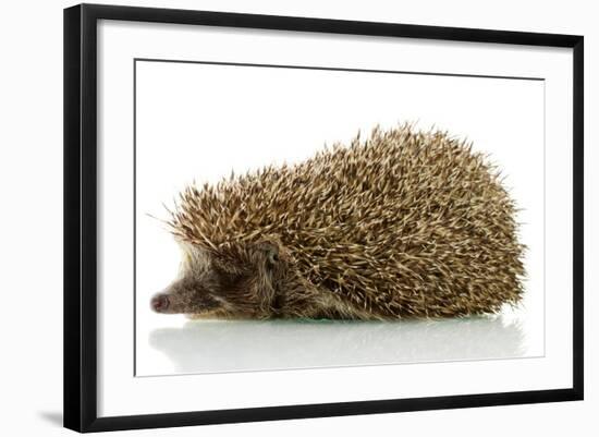Hedgehog, Isolated on White-Yastremska-Framed Photographic Print