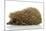 Hedgehog, Isolated on White-Yastremska-Mounted Photographic Print