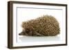 Hedgehog, Isolated on White-Yastremska-Framed Photographic Print