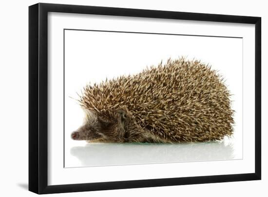 Hedgehog, Isolated on White-Yastremska-Framed Photographic Print