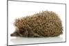Hedgehog, Isolated on White-Yastremska-Mounted Photographic Print
