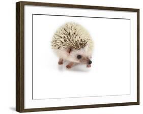 Hedgehog Isolated-Pongphan Ruengchai-Framed Photographic Print