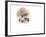 Hedgehog Isolated-Pongphan Ruengchai-Framed Photographic Print