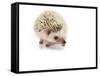 Hedgehog Isolated-Pongphan Ruengchai-Framed Stretched Canvas