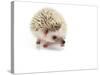 Hedgehog Isolated-Pongphan Ruengchai-Stretched Canvas