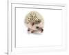 Hedgehog Isolated-Pongphan Ruengchai-Framed Photographic Print