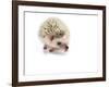 Hedgehog Isolated-Pongphan Ruengchai-Framed Photographic Print