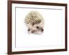 Hedgehog Isolated-Pongphan Ruengchai-Framed Photographic Print