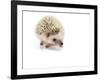 Hedgehog Isolated-Pongphan Ruengchai-Framed Photographic Print