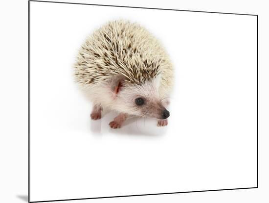 Hedgehog Isolated-Pongphan Ruengchai-Mounted Photographic Print