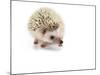 Hedgehog Isolated-Pongphan Ruengchai-Mounted Photographic Print