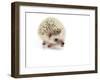 Hedgehog Isolated-Pongphan Ruengchai-Framed Photographic Print