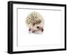 Hedgehog Isolated-Pongphan Ruengchai-Framed Photographic Print