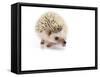 Hedgehog Isolated-Pongphan Ruengchai-Framed Stretched Canvas