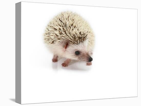 Hedgehog Isolated-Pongphan Ruengchai-Stretched Canvas