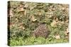 Hedgehog Juvenile Burrowing into Pile of Garden-null-Stretched Canvas