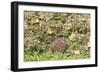 Hedgehog Juvenile Burrowing into Pile of Garden-null-Framed Premium Photographic Print