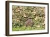 Hedgehog Juvenile Burrowing into Pile of Garden-null-Framed Photographic Print