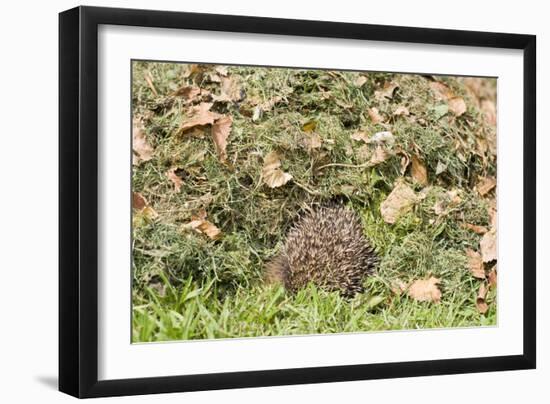Hedgehog Juvenile Burrowing into Pile of Garden-null-Framed Photographic Print