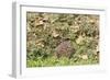 Hedgehog Juvenile Burrowing into Pile of Garden-null-Framed Photographic Print