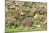 Hedgehog Juvenile Burrowing into Pile of Garden-null-Mounted Photographic Print