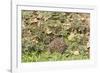 Hedgehog Juvenile Burrowing into Pile of Garden-null-Framed Photographic Print