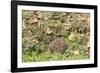 Hedgehog Juvenile Burrowing into Pile of Garden-null-Framed Photographic Print