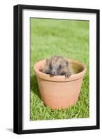 Hedgehog Juvenile in Flower Pot-null-Framed Premium Photographic Print