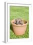 Hedgehog Juvenile in Flower Pot-null-Framed Premium Photographic Print