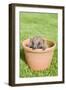 Hedgehog Juvenile in Flower Pot-null-Framed Photographic Print