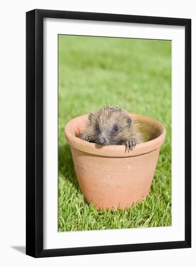 Hedgehog Juvenile in Flower Pot-null-Framed Photographic Print