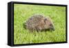 Hedgehog Juvenile on Garden Lawn in Daylight-null-Framed Stretched Canvas