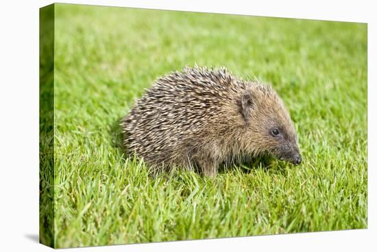 Hedgehog Juvenile on Garden Lawn in Daylight-null-Stretched Canvas