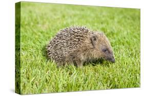 Hedgehog Juvenile on Garden Lawn in Daylight-null-Stretched Canvas
