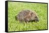 Hedgehog Juvenile on Garden Lawn in Daylight-null-Framed Stretched Canvas