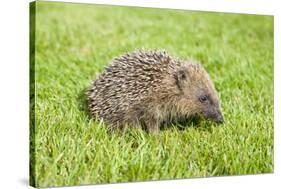 Hedgehog Juvenile on Garden Lawn in Daylight-null-Stretched Canvas