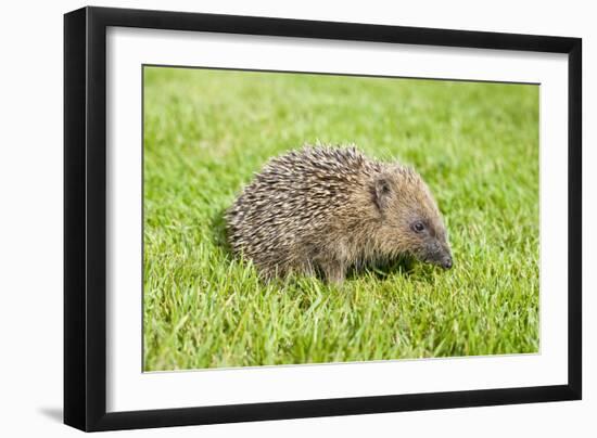 Hedgehog Juvenile on Garden Lawn in Daylight-null-Framed Photographic Print