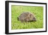 Hedgehog Juvenile on Garden Lawn in Daylight-null-Framed Photographic Print