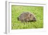 Hedgehog Juvenile on Garden Lawn in Daylight-null-Framed Photographic Print