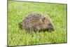 Hedgehog Juvenile on Garden Lawn in Daylight-null-Mounted Photographic Print