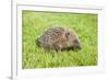 Hedgehog Juvenile on Garden Lawn in Daylight-null-Framed Photographic Print