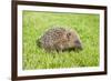 Hedgehog Juvenile on Garden Lawn in Daylight-null-Framed Photographic Print