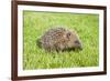 Hedgehog Juvenile on Garden Lawn in Daylight-null-Framed Photographic Print