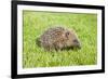 Hedgehog Juvenile on Garden Lawn in Daylight-null-Framed Photographic Print